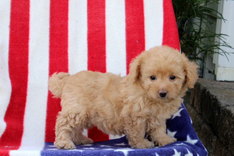 puppy, for, sale, Morki-Poo, Matthew B. Stoltzfus, dog, breeder, Gap, PA, dog-breeder, puppy-for-sale, forsale, nearby, find, puppyfind, locator, puppylocator, aca